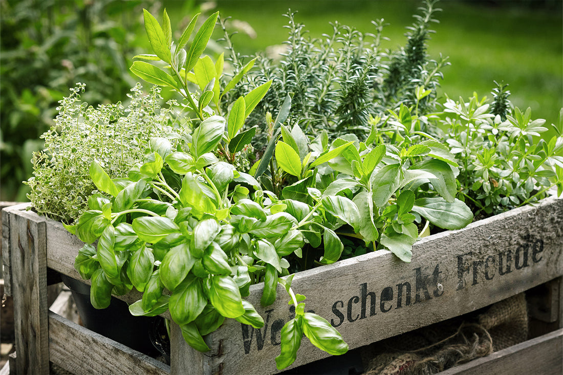 12 Lactating Herbs That Support Breast Milk Production